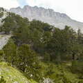 Olympos | Treeline area and Mytikas