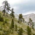 Olympos | Treeline area