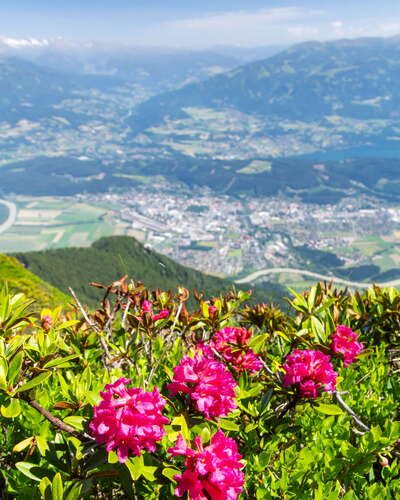 Goldeck | Rhododendron and Spittal an der Drau