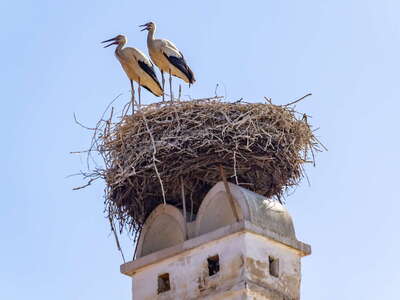 Rust | Chimney with stork nest