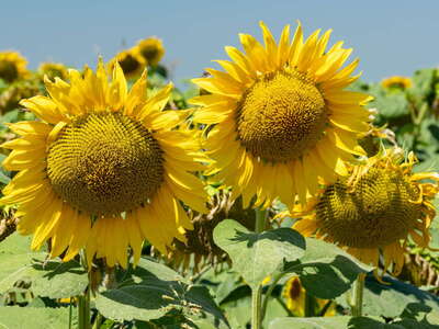Klisa | Sunflowers