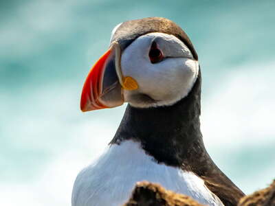 Vestmannaeyjar | Atlantic puffin