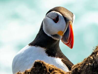 Vestmannaeyjar | Atlantic puffin