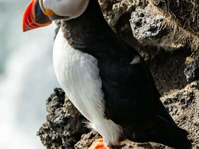 Heimaey | Atlantic puffin