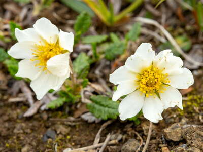 Krafla | Mountain avens