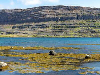 Hvítanes | Skötufjörður with harbour seals