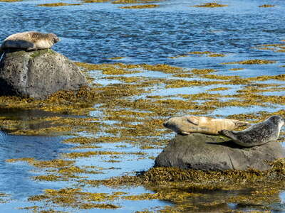 Hvítanes | Harbour seals