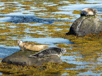 Hvítanes | Harbour seals