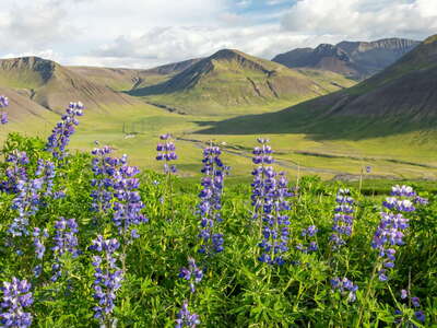 Þingeyri | Sandafell with Alaskan lupines