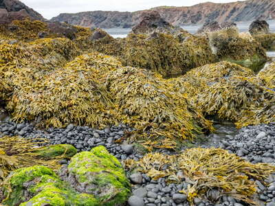 Snæfellsnes | Djúpalónssandur with algae