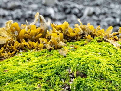 Snæfellsnes | Green and brown algae