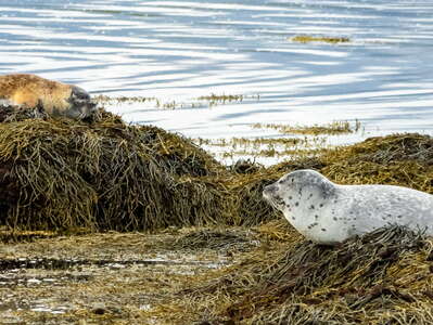 Snæfellsnes | Harbour seals at Ytri Tunga