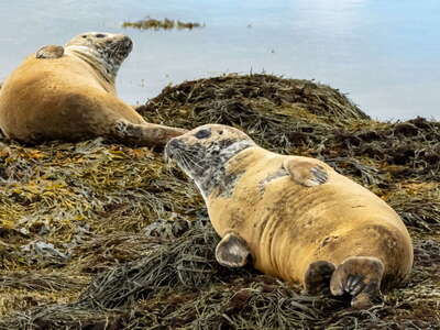 Snæfellsnes | Harbour seals at Ytri Tunga