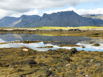 Snæfellsnes | Ytri Tunga with harbour seals