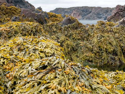 Snæfellsnes | Brown algae