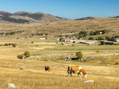 Pivska planina | Karst highland with cattle