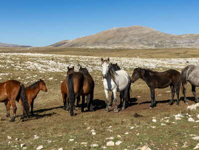 Krug planina | Wild horses with Cincar