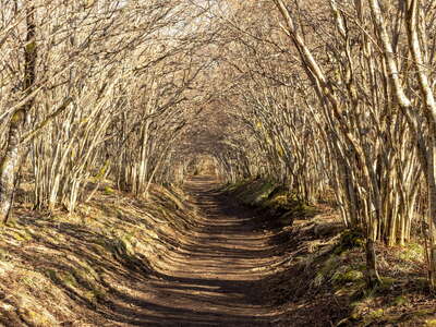 Chaîne des Puys | Forest trail