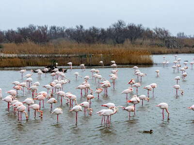 Parc Ornithologique de Pont de Gau | Flamingos