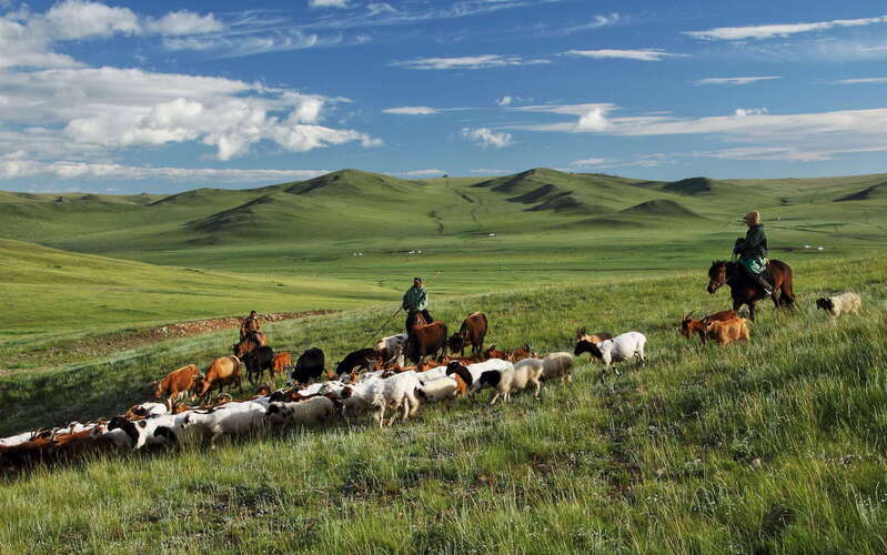 Erdene  |  Livestock with herders
