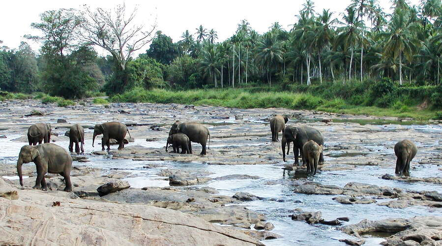 Kegalle  |  Pinnawela Elephant Orphanage