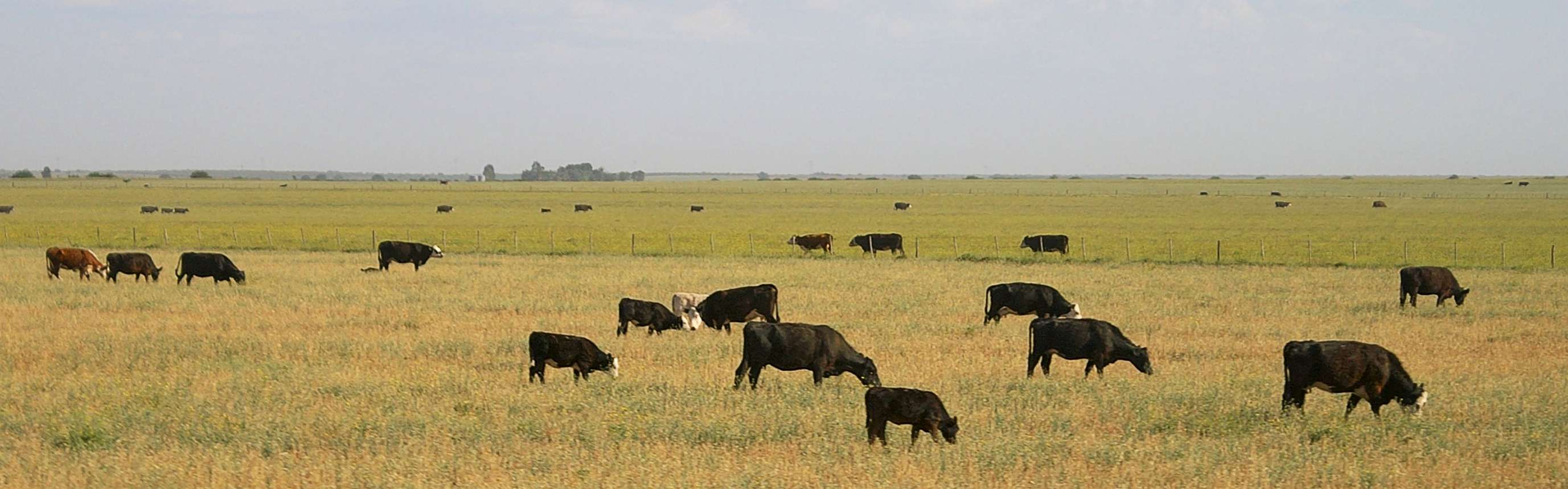 Buenos Aires | Pampa with cattle