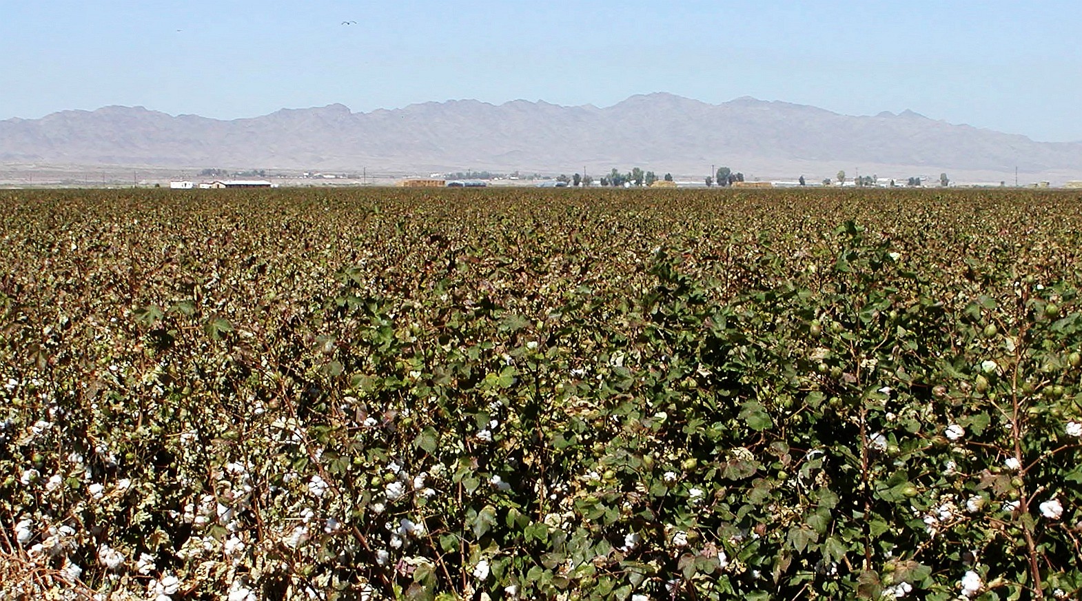 Imperial Valley  |  Cotton cultivation
