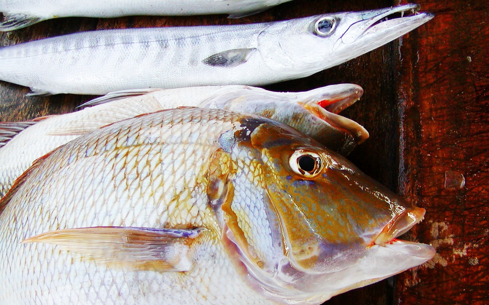 Negombo  |  Fisheries